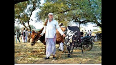 Maharashtra: No takers for cattle in Beed even at 75% price discount
