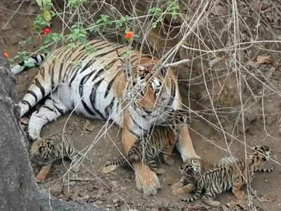 Super Mom Tigeress Who Gave Birth To 29 Cubs Dies In MP Reserve