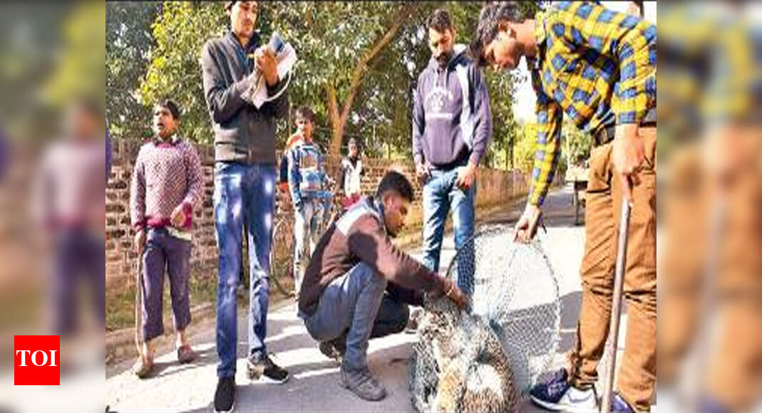 Only 40 dogs in the Chandigarh sterilised, says Crawfed Chandigarh