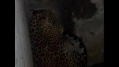 Leopard that strayed into Palghar village trapped