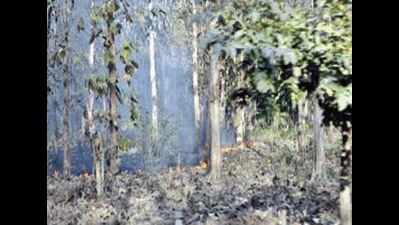 Maharashtra: 1200 hectares of forest burned to ashes