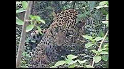 Leopard rescued in Yelahanka