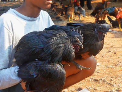 Govt Outlets To Sell Kadaknath Chicken Soon Bhopal News Times Of