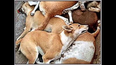 In Peddapalli, civic workers poison, kill 35 dogs in 10 days