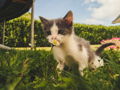 Beware of lily poisoning in cats