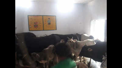 Aligarh admn asks employees to contribute a day’s salary for cow welfare