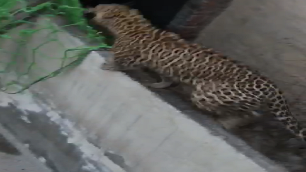 leopard in Ludhiana city
