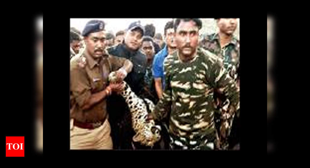 Leopard beaten to death in North Bengal | Kolkata News - Times of India