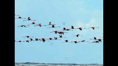 Ujjain becomes new hotspot for migratory birds