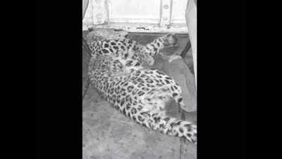 Water scarcity to blame for scant leopard sightings in Asola Bhatti