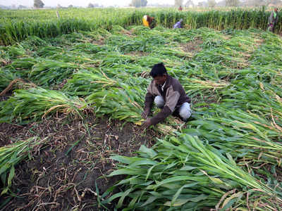 Bonanza for 12 crore distressed farmers, Centre to give Rs 6,000 per year to buy inputs