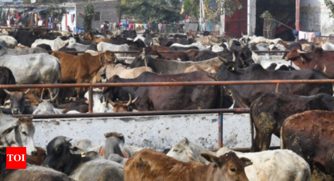 Govt to set up commission to protect cows, boost milk output 