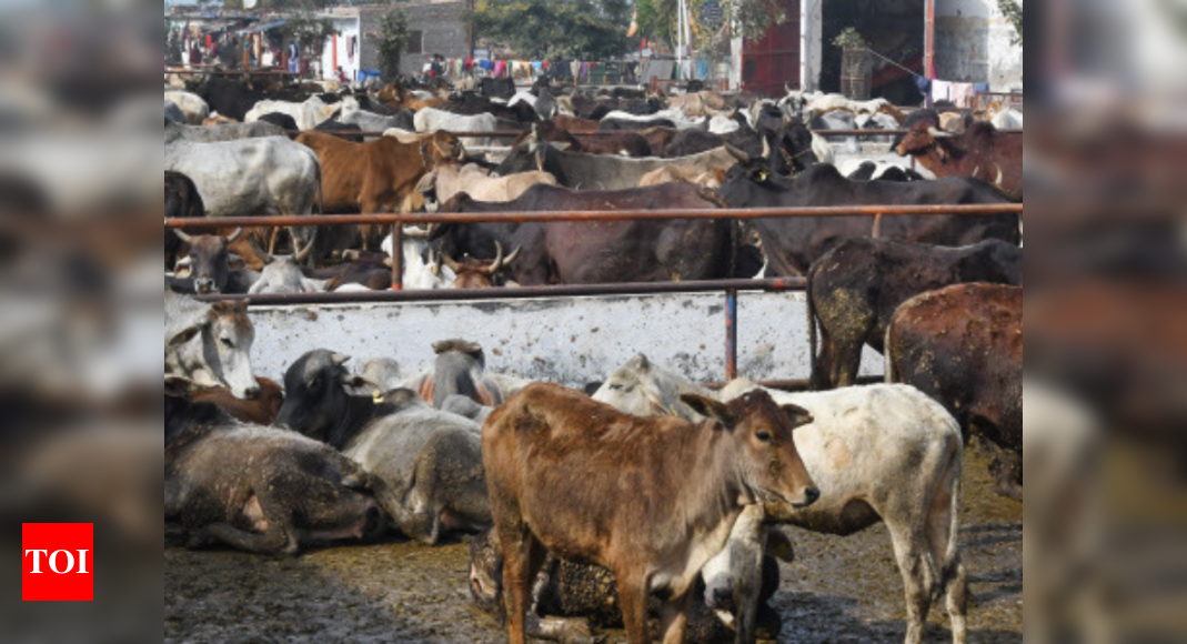 Govt To Set Up Commission To Protect Cows Boost Milk Output India