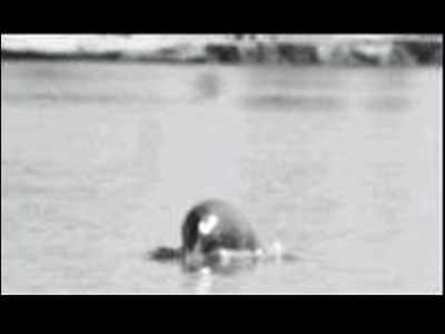Indus river dolphin is Punjab’s state aquatic animal