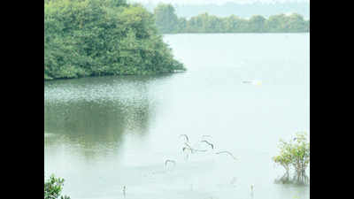 Delhi: Treated water can nurse wetlands back to health, say experts