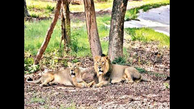Lion safari opens after 11 days
