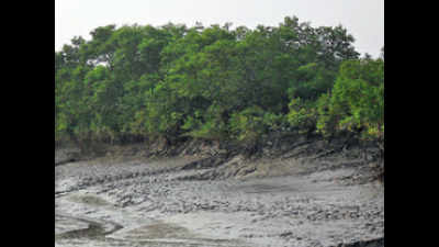 Ramsar tag makes Indian Sunderbans largest protected wetland in country