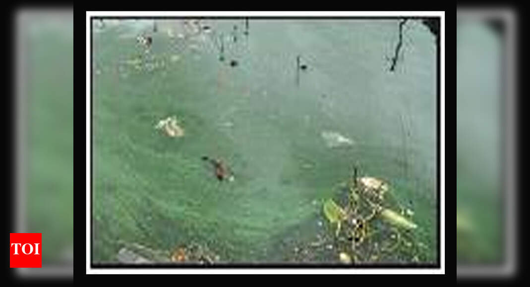 Greens decry apathy towards water bodies | Goa News - Times of India