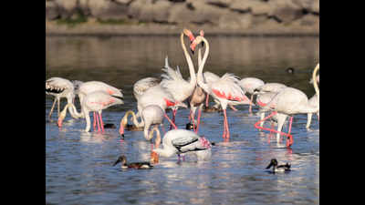 Eastern seafront of Mumbai witnesses 1.2 lakh flamingos this season