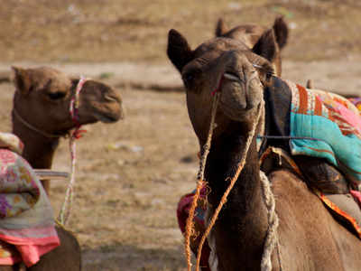 Some wonderful health benefits of camel milk