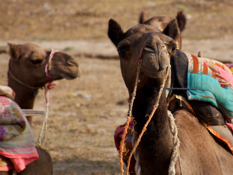 Some Wonderful Health Benefits Of Camel Milk Times Of India