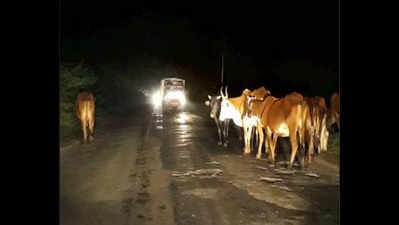 Now, February 28 new deadline to make Panchkula stray-cattle free