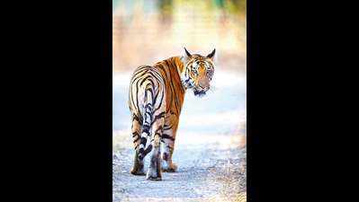 Wildlife activists up in arms against tiger poaching in Kawal