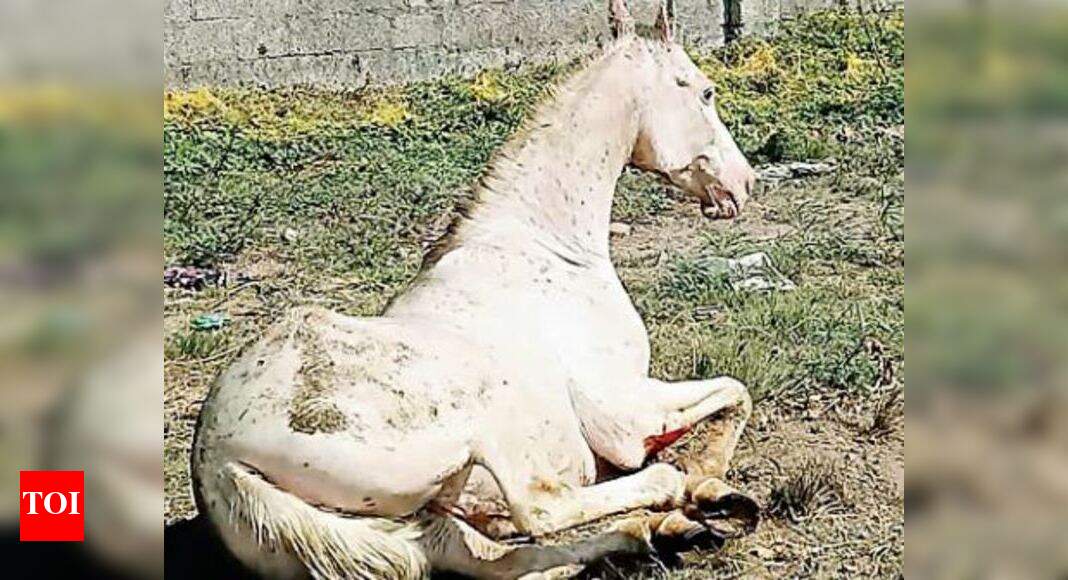 Horse, caretaker fall into 16ft deep well, rescued Kochi News