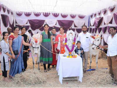 Karnataka: Cow festival begins in Mysuru's Suttur Jatra
