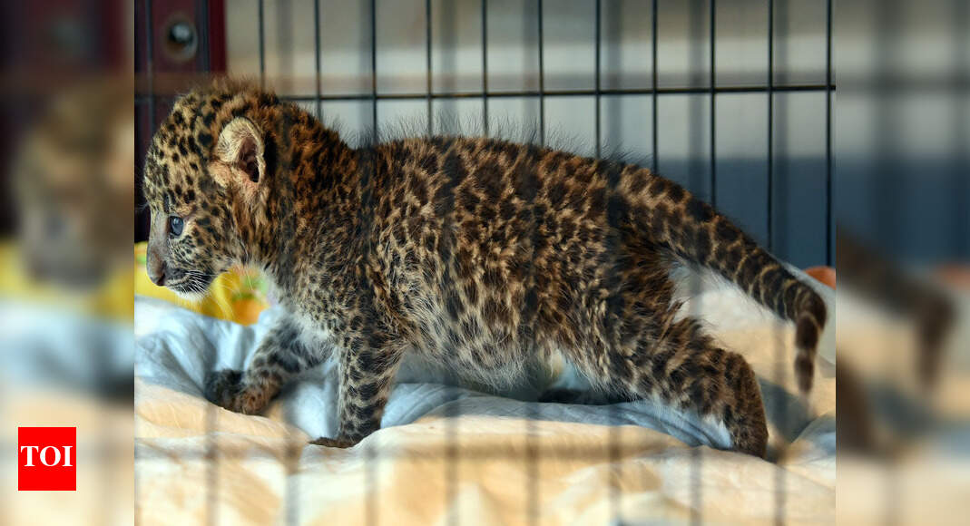 Leopard cub rescued at airport to be returned to Bangkok | Chennai News ...
