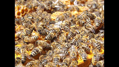 Government’s honeybee boxes substandard, say farmers