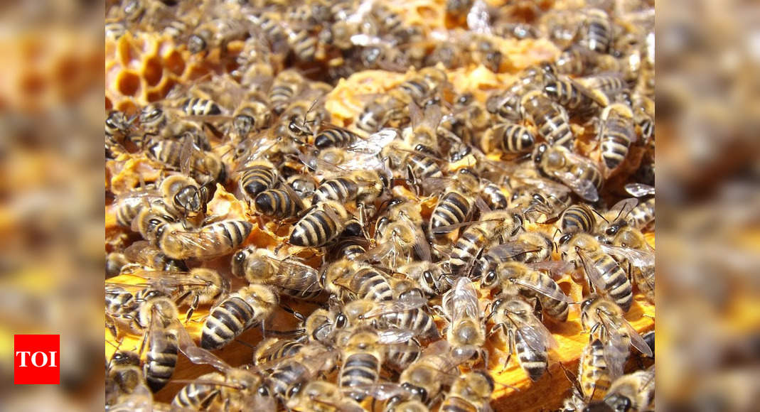 Government’s honeybee boxes substandard, say farmers | Coimbatore News ...