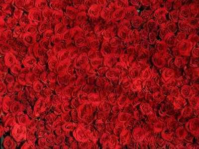 Rose Day 2019: Wish your boyfriend with these unique gifts