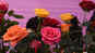 Jaipurites enjoy a treat of fragrance at 46th Rose Exhibition
