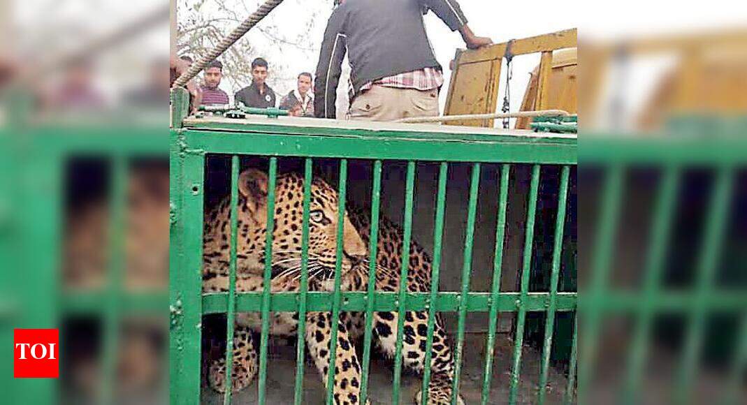 First leopard census outside protected areas soon in UP | Noida News