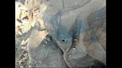 Elephant shot dead in Kollegal, tusks missing