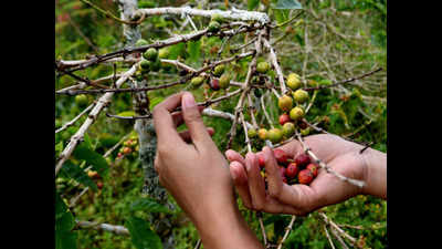 Karnataka coffee planters in distress as last year’s rain havoc haunts them