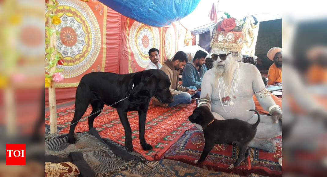 Allahabad Imported dogs at Naga saints rituals in Kumbh Allahabad