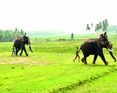 Chinna Thambi gets the better of kumkis, refuses to leave plains