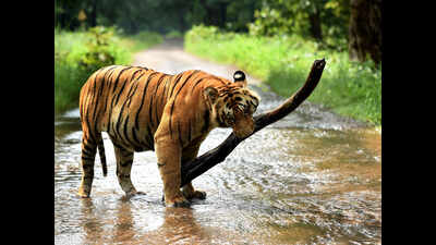Pug marks and scat hint at tiger presence in Lunawada | Ahmedabad ...