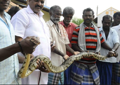 Python rescued in Trichy | Trichy News - Times of India