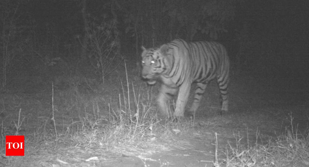 Tiger returns: Gujarat only state with all three big cats | Ahmedabad ...