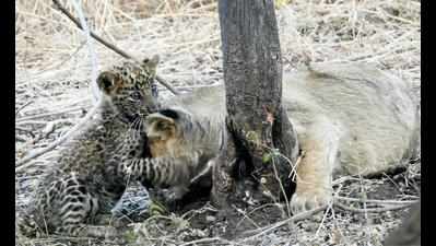 Photos: Leopard cub nursed by lioness dies in Gujarat