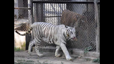 Patna zoo reopens after 49 days