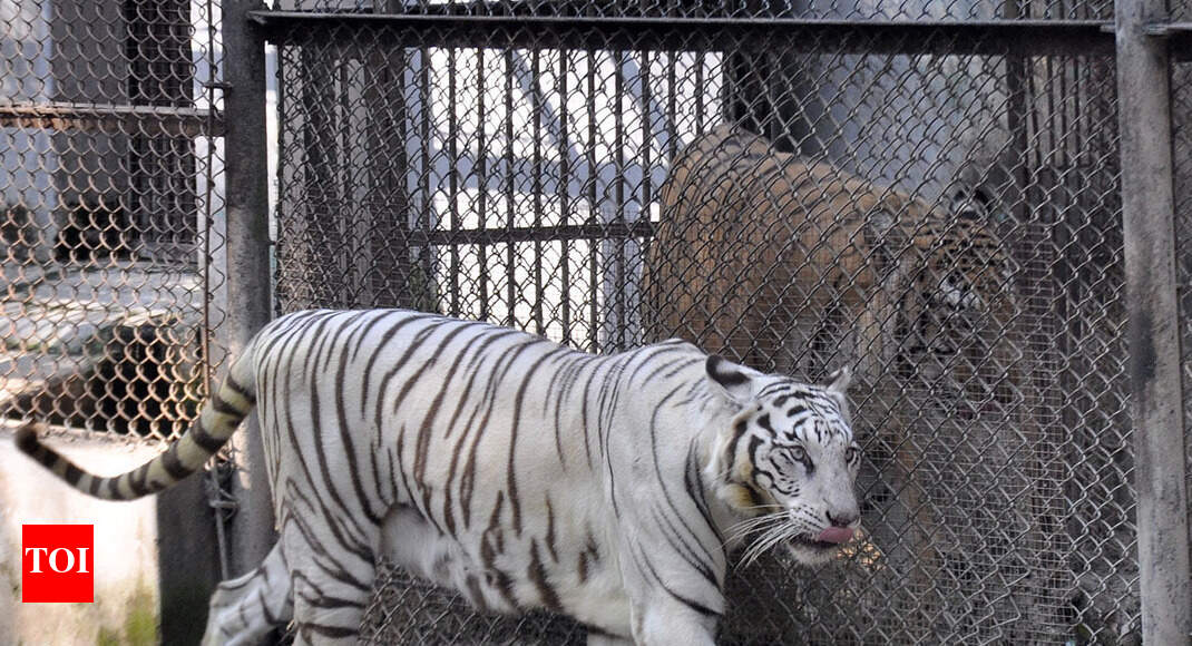 Patna zoo reopens after 49 days Patna News Times of India