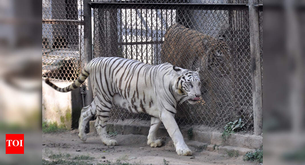 Patna zoo reopens after 49 days Patna News Times of India