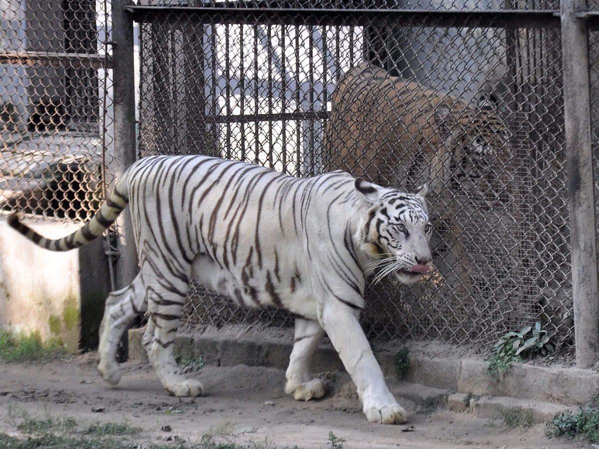 Patna zoo reopens after 49 days | Patna News - Times of India