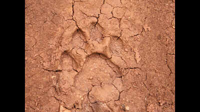 300km epic tiger trip, & not a human touched | Bhopal News - Times of India