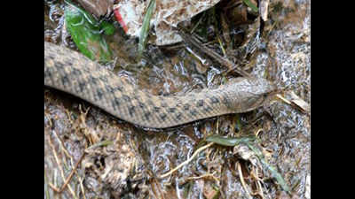 Non-venomous snake species discovered in Arunachal Pradesh