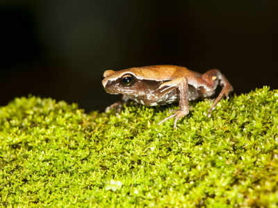 Delhi University researchers discover new species of frogs in the Western Ghats
